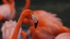 pingando flamingo
