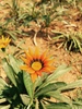 bebê flor do sol