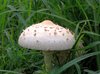  Mushroom "Shaggy Mane "