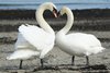 Amor de Swan