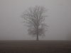 árvore no nevoeiro
