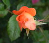 close up de rosa molhada