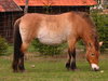 Um cavalo na grama