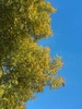 Árvores & Sky 1