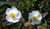 Flores brancas em um jardim