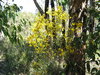 Ouro Wattle