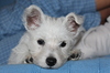 highland terrier puppy oeste 3