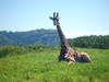 girafa sentada