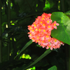 florescendo ixora