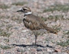 killdeer