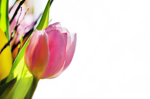 tulipa abstrato
