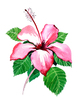 Flor de hibisco