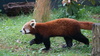 Panda vermelho