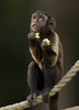 pequeno macaco orando