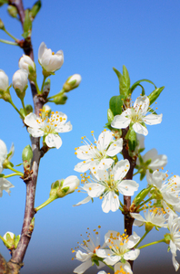 flores de cerejeira brancas