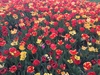 tulipas 2