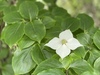 dogwood branco