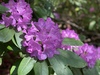 rododendro rosa