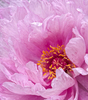 pião rosa