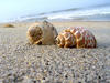 conchas na praia