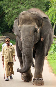 Elefante e Mahoot: 