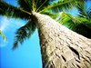 Coconut casca de árvore