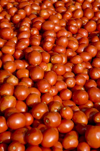 Tomates 1
