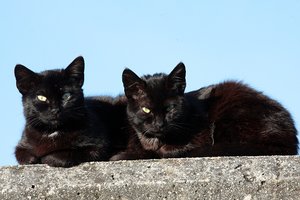 Gatos de rua