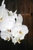 Orchid prazer