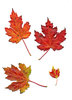 1 folha de outono