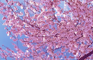 Flores De Cerejeira