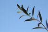 olive branch-01