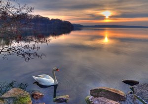 Swan em Sunset - HDR