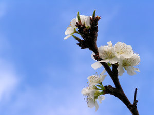 Flor da árvore de ameixa na Primavera: 