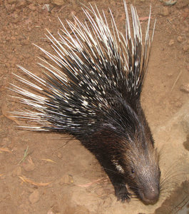 Ruffled Porcupine: 