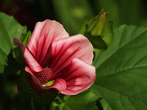 Floral 4: 
