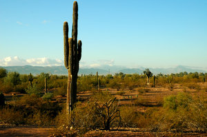 Saguaro cactus 2: 