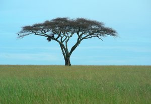 uma árvore