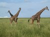girafas felizes 2