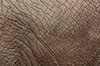 Elephant Pele
