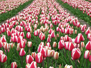 Dutch Tulip Temporada