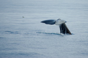 Da cauda da baleia