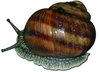 caracol