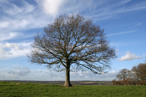 árvore de inverno