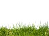 grama verde