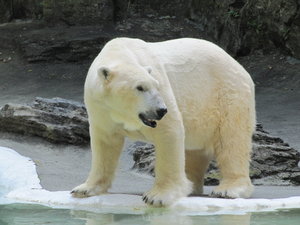 Urso polar.: 