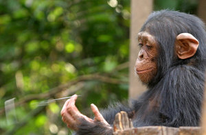 bebê chimpanzé