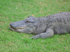 Crocodilo de sorriso