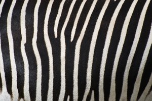 Textura da zebra