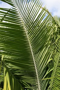 Folhagens de palmeiras